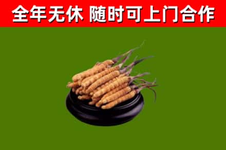 名山区回收散虫草
